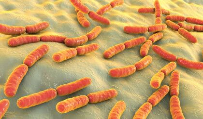 Bacteria,Lactobacillus,,3d,Illustration.,Normal,Flora,Of,Small,Intestine,,Lactic