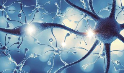 Structure of neural Human Nervous System of the human brain