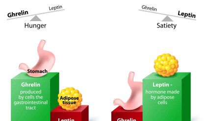 Hormones,Regulating,Appetite.,Leptin,The,Satiety,Hormone.,Ghrelin,The,Hunger